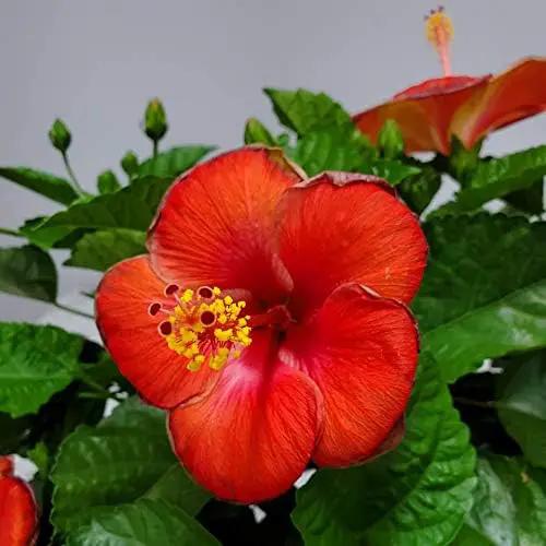 Hibiscus Plant Live - Hibiscus Bush - Red President - Overall Height 26" to 28" - Tropical Plants of Florida (Plant Only)… by GreenHaven Gardens