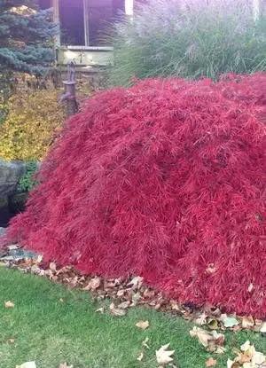 Crimson Queen Weeping LACE Leaf Japanese Maple - Acer palmatum dissectum 'Crimson Queen' 2 - Year Plant by GreenHaven Gardens