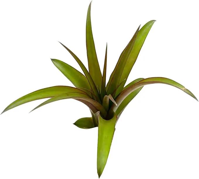Air Plants - Tillandsia Red Capitata, Large 5-7” - 2 ct - Live Arrival Guaranteed - House Plants for Home Decor & Gift by GreenHaven Gardens