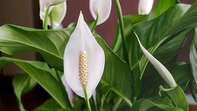 Gardenera's Professional Grade Potting Mix for Peace Lilies : The Perfect Growing Environment for Your Indoor Plants [2-Quart Bag] by GreenHaven Gardens