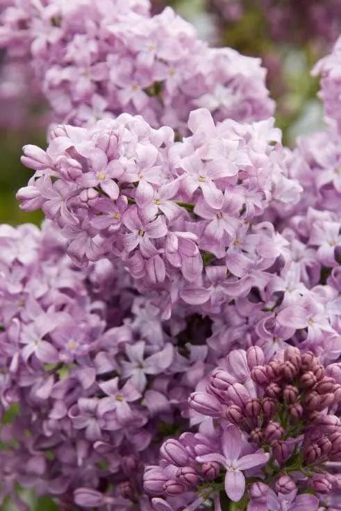 Two Pack of Common Old Fashioned Lilac Bushes - Fragrant Lavender Purple Flowers - 2 Live Plants 1 to 2 Feet Tall - Attract Hummingbirds and Butterflies by GreenHaven Gardens