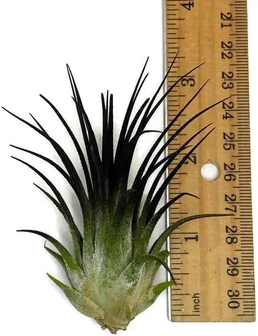 Ionantha Guatemala Tillandsia Air Plant, Guatemala Tillandsia Live Airplant, Healthy Arrival Guaranteed, Great Indoor Plant, Home Decor & Gift (Black) by GreenHaven Gardens