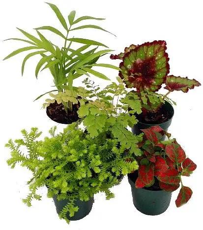 Terrarium & Fairy Garden Plants - 5 Plants in 2" pots by GreenHaven Gardens