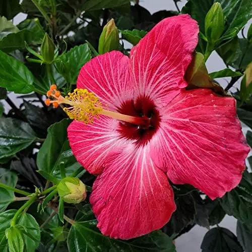 Hibiscus Bush Plant - Pink Flower - Overall Height 26" to 28" - Tropical Plants of Florida (Plant Only) by GreenHaven Gardens