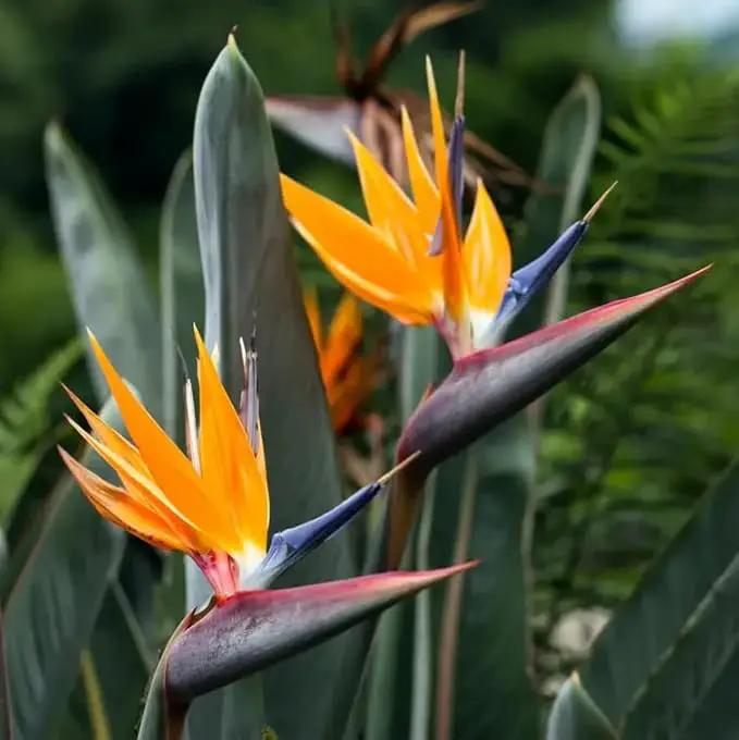 Bird of Paradise - Orange - Strelitzia Reginae. (4 Orange BoP in Cup) by GreenHaven Gardens