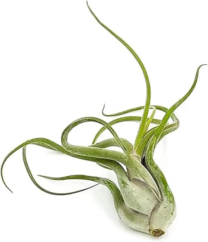 Air Plants - Flowering Tillandsia Caput Medusae, Large 5-7" - 3ct - Live Arrival Guaranteed - House Plants for Home Decor & Gift by GreenHaven Gardens