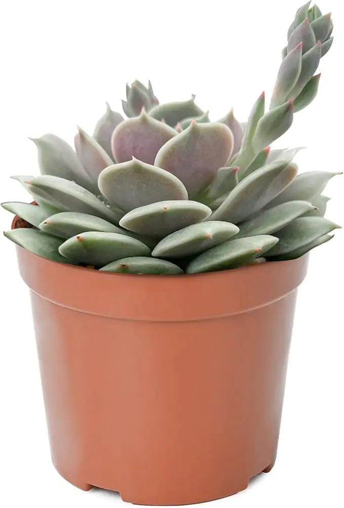 4-inch Succulent Echeveria 'Lola', Live Succulents Plants Fully Rooted in Pots with Soil, Easy-Care House Plants for DIY, Home Office Decoration by GreenHaven Gardens
