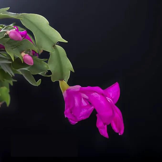 TriStar Plants - Thanksgiving Cactus - 4" inch Pot, Fasle Christmas Cactus, Easter Cactus, Holiday Plant, Winter Flowers, Christmas Plants, Winter Blooms (Purple Dancer) by GreenHaven Gardens