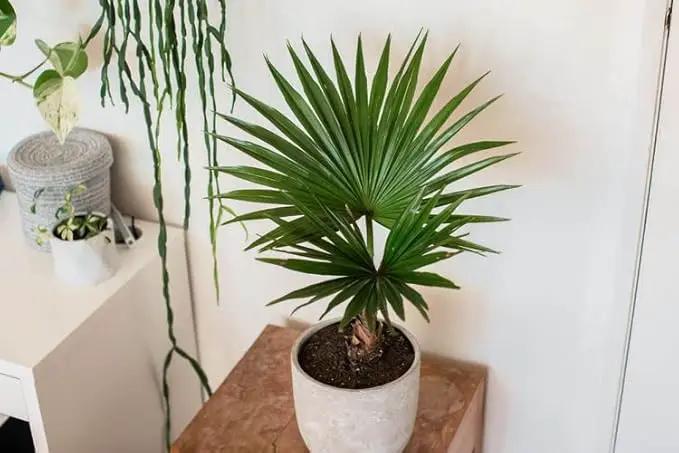 Palm Tree Potting Mix - The Ultimate Soil for Strong and Healthy Palms - Top Choice for Palm Tree Growers [1 Quart Bag] by GreenHaven Gardens