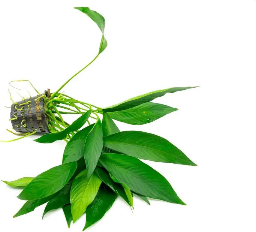 Anubias Live Aquarium Plants - Potted Freshwater Plant for Fish Tanks, Terrariums - Beginner Friendly Low Light (Congensis, Mother Plant) by GreenHaven Gardens