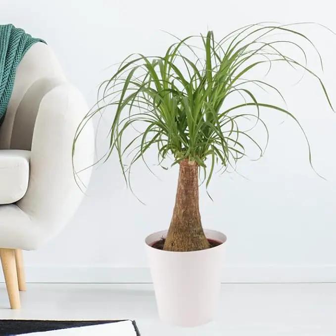 Nolina Potting Mix - Unlock Robust Growth and Striking Structure with Our High-Performance Formula - 20 Quart by GreenHaven Gardens