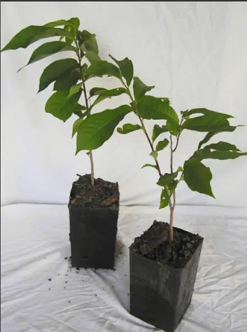 Two Pack of Common Old Fashioned Lilac Bushes - Fragrant Lavender Purple Flowers - 2 Live Plants 1 to 2 Feet Tall - Attract Hummingbirds and Butterflies by GreenHaven Gardens