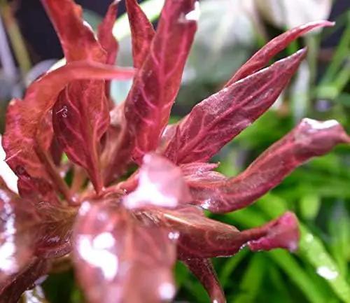 Alternanthera Reineckii Rosanervig Red Tissue Culture Cup Freshwater Live Aquarium Plants Decoration BUY2GET1FREE by GreenHaven Gardens