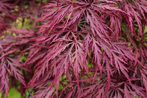 Crimson Queen Weeping LACE Leaf Japanese Maple - Acer palmatum dissectum 'Crimson Queen' 2 - Year Plant by GreenHaven Gardens