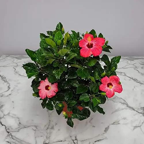 Hibiscus Bush Plant - Pink Flower - Overall Height 26" to 28" - Tropical Plants of Florida (Plant Only) by GreenHaven Gardens