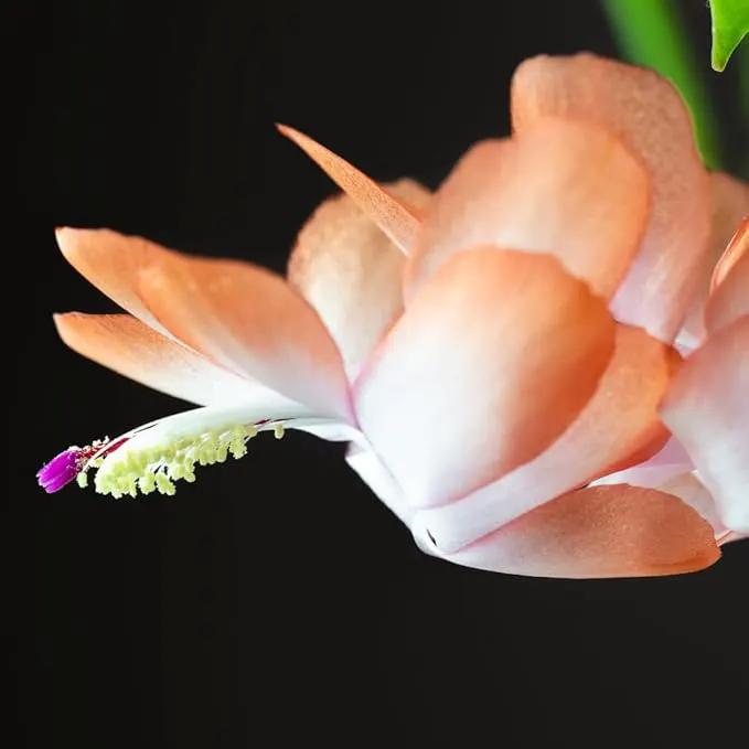 TriStar Plants - Thanksgiving Cactus - 4" inch Pot, Fasle Christmas Cactus, Easter Cactus, Holiday Plant, Winter Flowers, Christmas Plants, Winter Blooms (Lime Light) by GreenHaven Gardens
