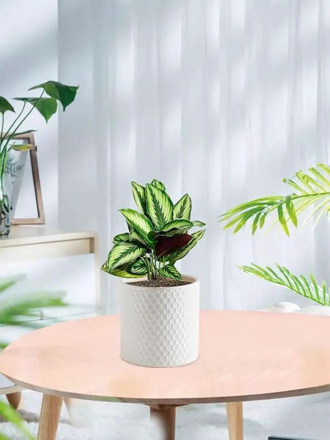 Docrin Ceramic Planters Indoor: 8 Inch Plant Pot with Drainage Holes for Home/Office - White Honeycomb by GreenHaven Gardens