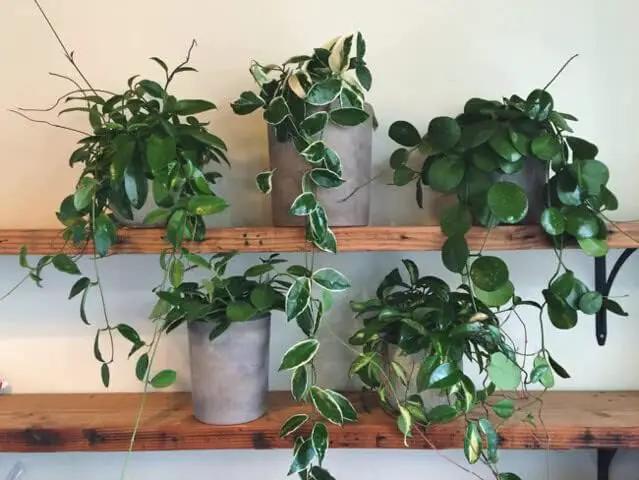 Hoya Plant Premium Potting Mix - 3 Quart - Optimal Balance for Thriving Hoyas: Air, Moisture, and Nutrient Retention by GreenHaven Gardens