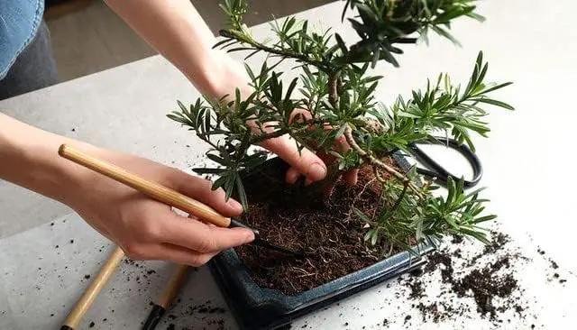 Professional Potting Mix for Bonsai Trees - Nutrient-Rich Blend for Vibrant Bonsai Trees - 4 Quart by GreenHaven Gardens