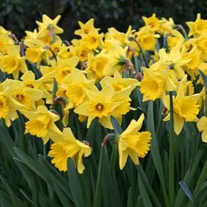 Yellow Dutch Master Classic Daffodils - 50 Perennial & Naturalizing Flower Bulbs by GreenHaven Gardens