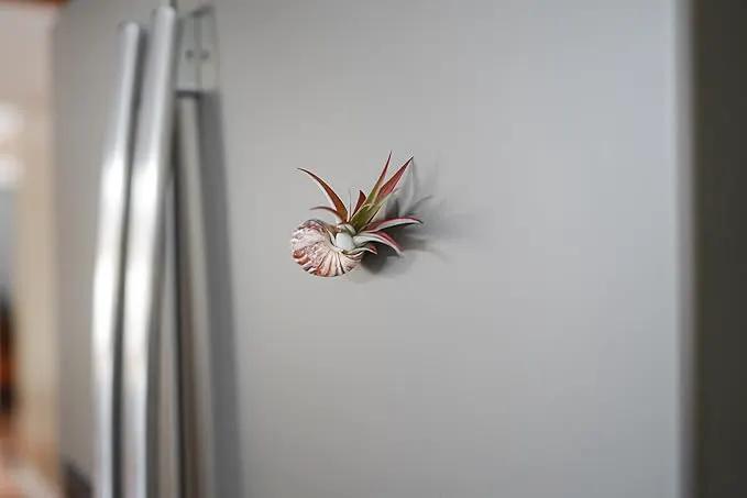 12 Pack Air Plants Red Abdita Tillandsia - Medium Air Plants Live Variety Pack - Live Succulent House Plant - Home Holders and Garden Decor - Easy Care Indoor and Outdoor Plants by GreenHaven Gardens