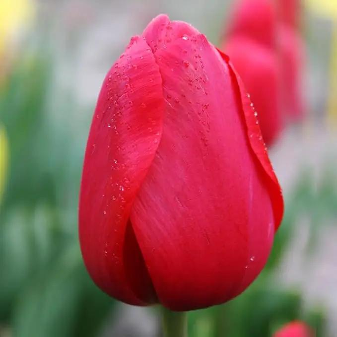 Red Tulips Darwin Hybrids (25 Bulbs) - Red Van Eijk Tulip Bulbs - Perennial Bulbs by Willard & May by GreenHaven Gardens