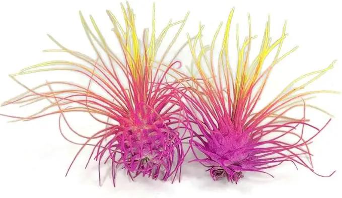 Thin Air Plant, Guatemala Tillandsia Live Airplant, Healthy Arrival Guaranteed, Great Indoor Plant, Home Decor & Gift (2 Rainbow #3) by GreenHaven Gardens