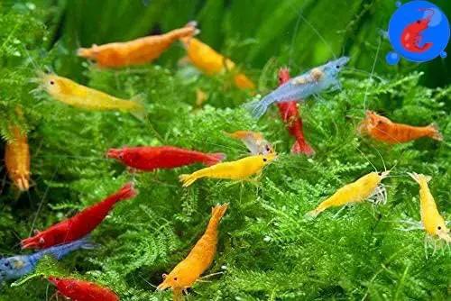 Generic Shrimp Up Aquatics™ 20+ Mixed Color Neocaridina Shrimp Live Freshwater Aquarium Inverts Live Arrival! Mixed by GreenHaven Gardens