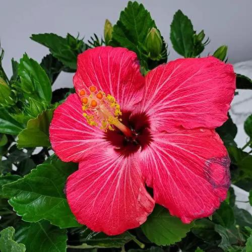Hibiscus Bush Plant - Pink Flower - Overall Height 26" to 28" - Tropical Plants of Florida (Plant Only) by GreenHaven Gardens