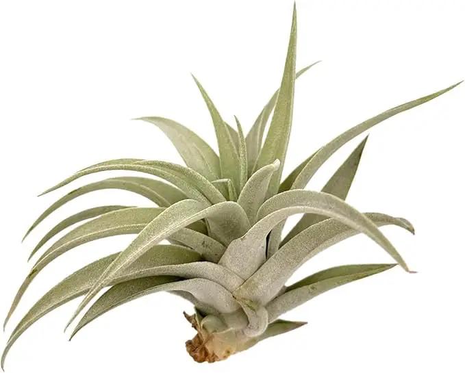 Air Plants - Flowering Tillandsia Harrisii, Large 3-5" - 5ct - Live Arrival Guaranteed - House Plants for Home Decor & Gift by GreenHaven Gardens