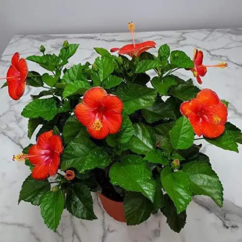 Hibiscus Plant Live - Hibiscus Bush - Red President - Overall Height 26" to 28" - Tropical Plants of Florida (Plant Only)… by GreenHaven Gardens