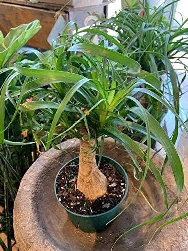 Ponytail Palm - 3 Live Plants in 6 Inch Growers Pots - Beaucarnea Recurvata - Beautiful Clean Air Indoor Succulent Houseplant by GreenHaven Gardens