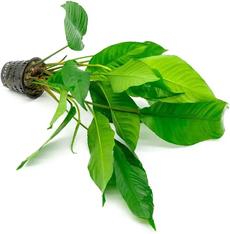 Anubias Live Aquarium Plants - Potted Freshwater Plant for Fish Tanks, Terrariums - Beginner Friendly Low Light (Heterophylla, Mother Plant) by GreenHaven Gardens