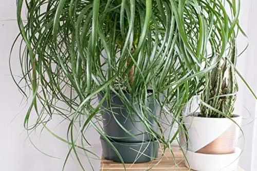 Ponytail Palm - Live Plant in a 6 Inch Growers Pot - Beaucarnea Recurvata - Beautiful Clean Air Indoor Succulent Houseplant by GreenHaven Gardens