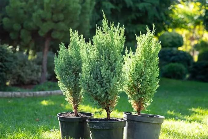 Premium Juniper Potting Soil Mix - Perfect Balance of Nutrients, Drainage, and Aeration for Healthy Juniper Trees - 3 Quart by GreenHaven Gardens
