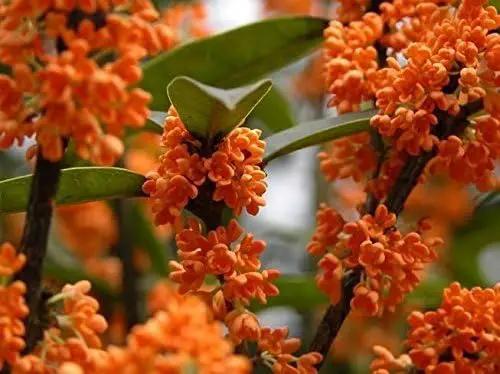 Orange Flowering Fragrant Tea Olive (osmanthus) - Live Plant - Trade Gallon Pot by GreenHaven Gardens