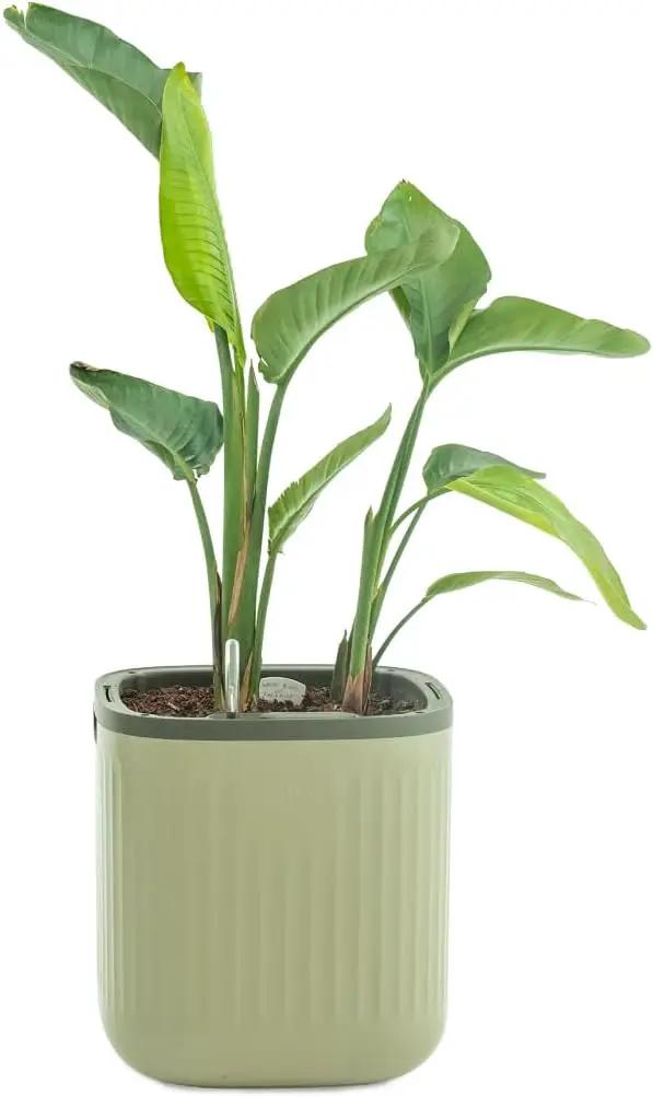 Vego garden Self Watering Pots Home Planters with Water Gauge for Effortless Indoor Plants Sage Green by GreenHaven Gardens