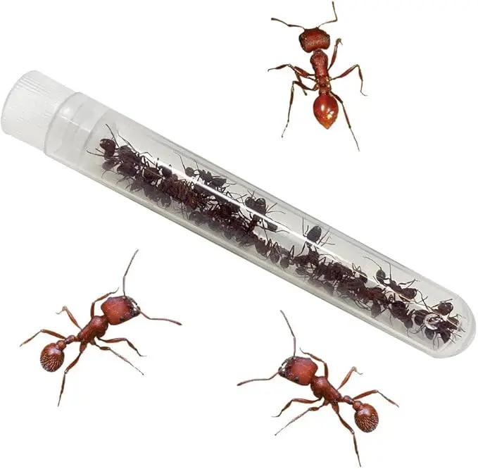 Insect Lore Bug Camp Bundle | Butterfly Kit with 1 Cup Live Caterpillars | Ladybug Land with 1 Tube Live Larvae | Ant Mountain with 1 Tube Live Western Harvester Ants | Life Cycle Figurines & More by GreenHaven Gardens