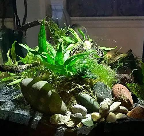 Java Fern Planted on Driftwood Microsorum Pteropus Freshwater Easy Low Light Live Aquarium Plant Decorations 3 Days Guarantee by Mainam by GreenHaven Gardens
