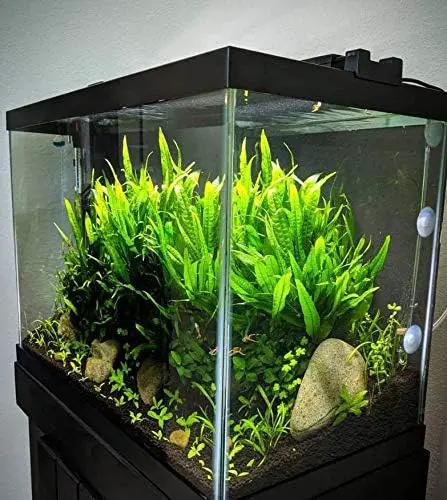 Java Fern Planted on Driftwood Microsorum Pteropus Freshwater Easy Low Light Live Aquarium Plant Decorations 3 Days Guarantee by Mainam by GreenHaven Gardens