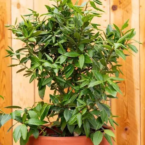 Mediterranean Bay Leaf, Bay Laurel Live Plant. Standard Variety - Laurus Nobilis. Live Plant. Fragrant, Fresh, Edible. Best for Ground Planting Outdoor. (2 Bay Laurel Plants in Sac) by GreenHaven Gardens