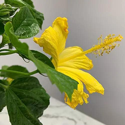 Hibiscus Live Plant - Yellow Hibiscus Bush - Flowering Plants - Yellow Ft. Myers - Overall Height 26" to 28" - (Plant Only)… by GreenHaven Gardens