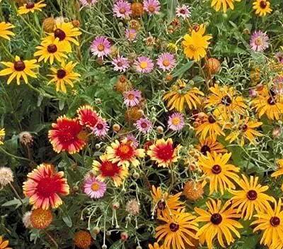 Dirt Goddess Super Seeds ~ All Perennial Wildflower Seed Mix (1/4 Lb) 84,000 Seeds Non GMO Bulk by GreenHaven Gardens