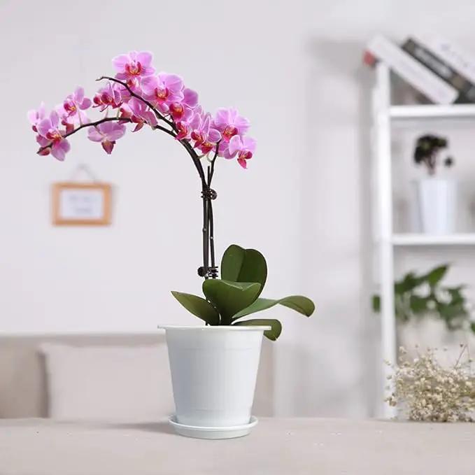 4 inch Clear Orchid Pots with Holes Match White Plastic Orchid Planter,Set of 2,Double Layer Plant Nursery Pots Own Scientific Controlling Roots Technology by GreenHaven Gardens