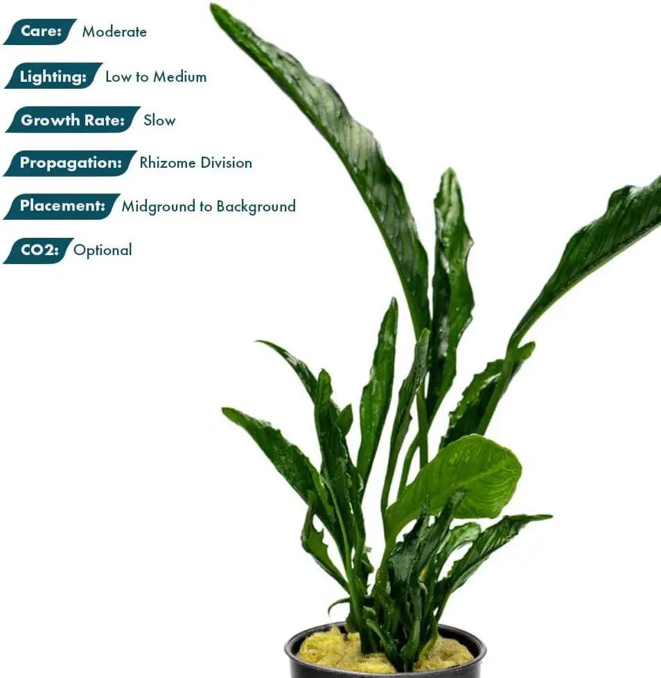 Live Jungle Plants - Anubias Heterophylla ‘Supernova’ - Large Leaf Rhizome Plant for Midground to Background Freshwater Aquascapes, Low Light Accent - Pot by GreenHaven Gardens