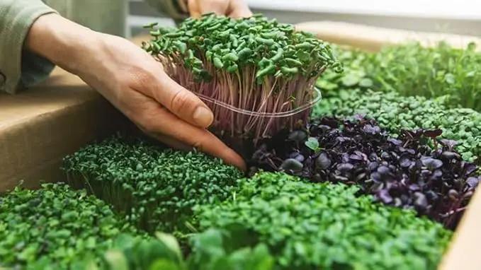 Organic Microgreens Premium Potting Mix - Grow Vibrant Microgreens - 4 Quart by GreenHaven Gardens