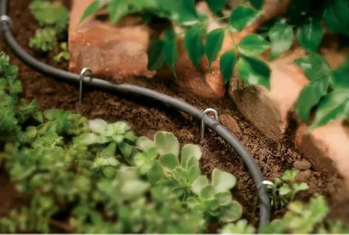 Rocky Mountain Goods Drip Irrigation Tubing - Heavy Duty Blank Drip Hose Ready for Custom Drip Irrigation Setup - Works with 1/4” Barbed Fittings - Black PVC - Easy to Use (100 Foot 1/4") by GreenHaven Gardens