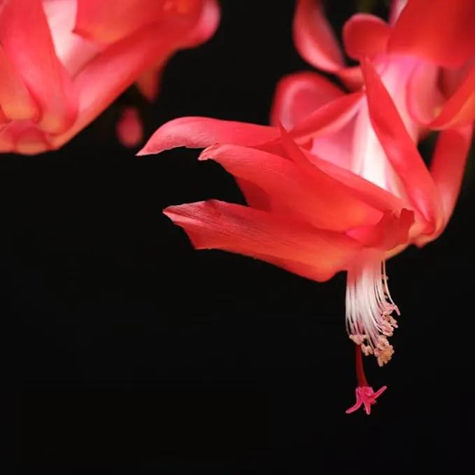 TriStar Plants - Thanksgiving Cactus - 4" inch Pot, Fasle Christmas Cactus, Easter Cactus, Holiday Plant, Winter Flowers, Christmas Plants, Winter Blooms (Caribbean Dancer) by GreenHaven Gardens