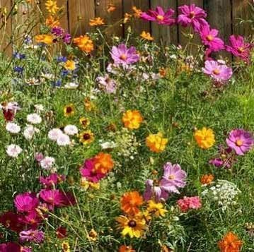 Dirt Goddess Super Seeds ~ Cut Flower Mix Seed (1/2 Lb) by GreenHaven Gardens