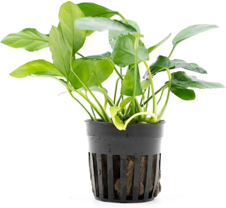 Live Plants – Anubias Nana Paxing (Anubias barteri VAR. Nana 'Paxing') – Low to Moderate Light, Deep Green Color Small Rounded Leaves, Foreground to Midground - Pot - 3 Pack by GreenHaven Gardens